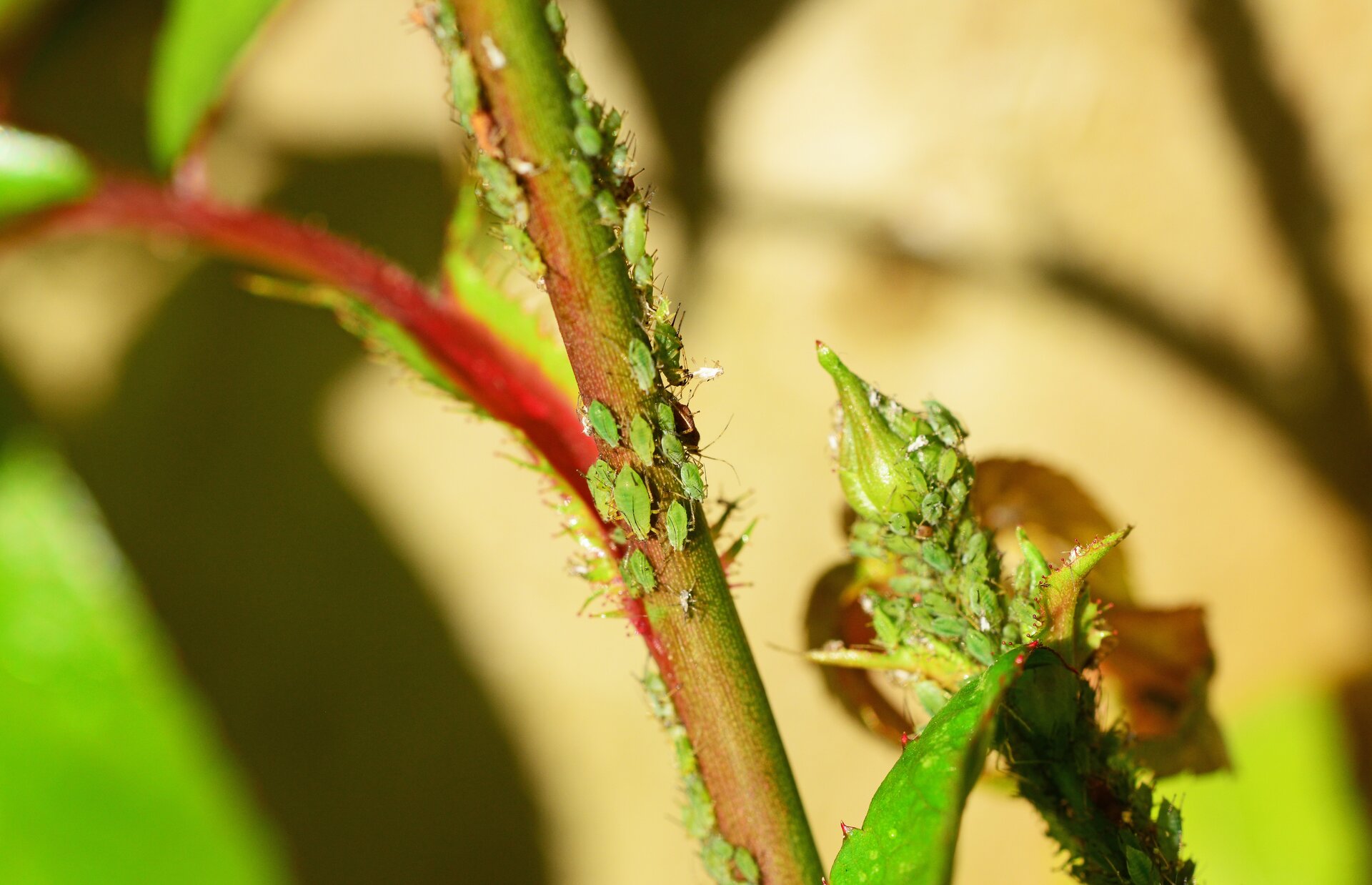 Fotografia przedstawia w zbliżeniu pęd rośliny, pokryty mszycami. Owady są niewielkie, mają owalne ciało. Ich odnóża są cienkie.