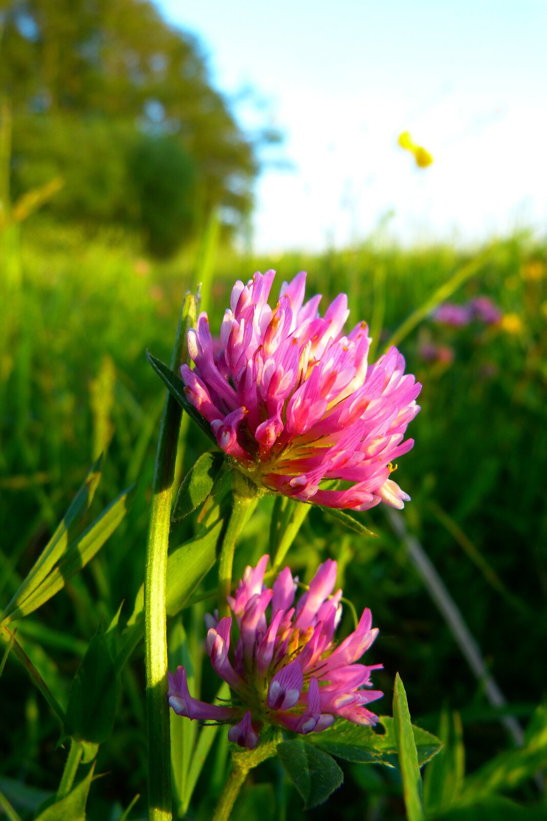 Fotografia przedstawia kępę różowo kwitnącej koniczyny łąkowej. Koniczyna ma trójdzielne, ciemnozielone liście. Łodygi wzniesione są wysoko, na ich szczytach widać kuliste kwiatostany.