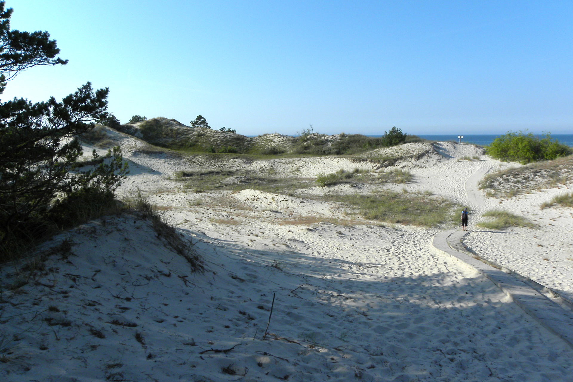 Fotografia prezentuje piaszczyste wydmy nadmorskie, powstałe na skutek działalności wiatru, które porasta zielona trawa i drobne krzewy.