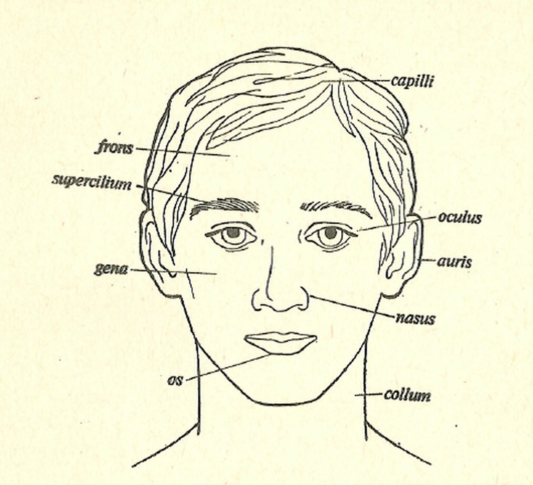 Czarno-biała ilustracja nieznanego autora przedstawia widok głowy młodego mężczyzny.  Na ilustracji zostały umieszczone łacińskie napisy: capilli to włosy, frons to czoło, supercilitum to brwi, oculus to oczy, gena to policzki, auris to ucho, nasus – nos, os - usta, collum - szyja. 