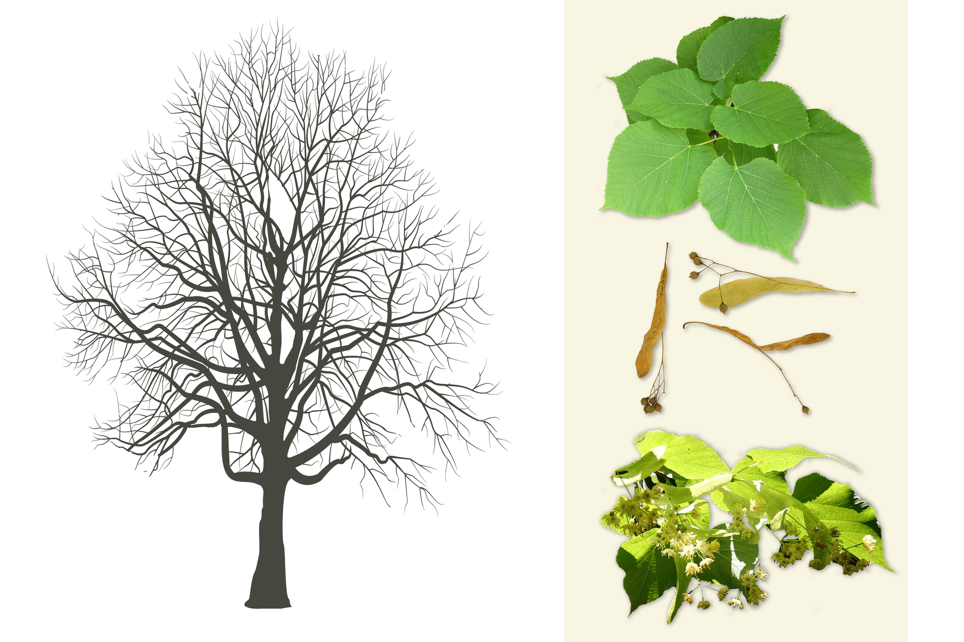 Ilustracja przedstawia ciemnoszarą sylwetkę lipy. Po prawej od góry: gałązka z zielonymi, sercowatymi liśćmi. W środku zbliżenie owoców: jasnobrązowych kulek na cienkich łodyżkach, z płaskim żółtawym listkiem. Poniżej gałązka z żółtozielonymi liśćmi i biało-żółtymi kwiatami, zebranymi w zwisające kwiatostany.