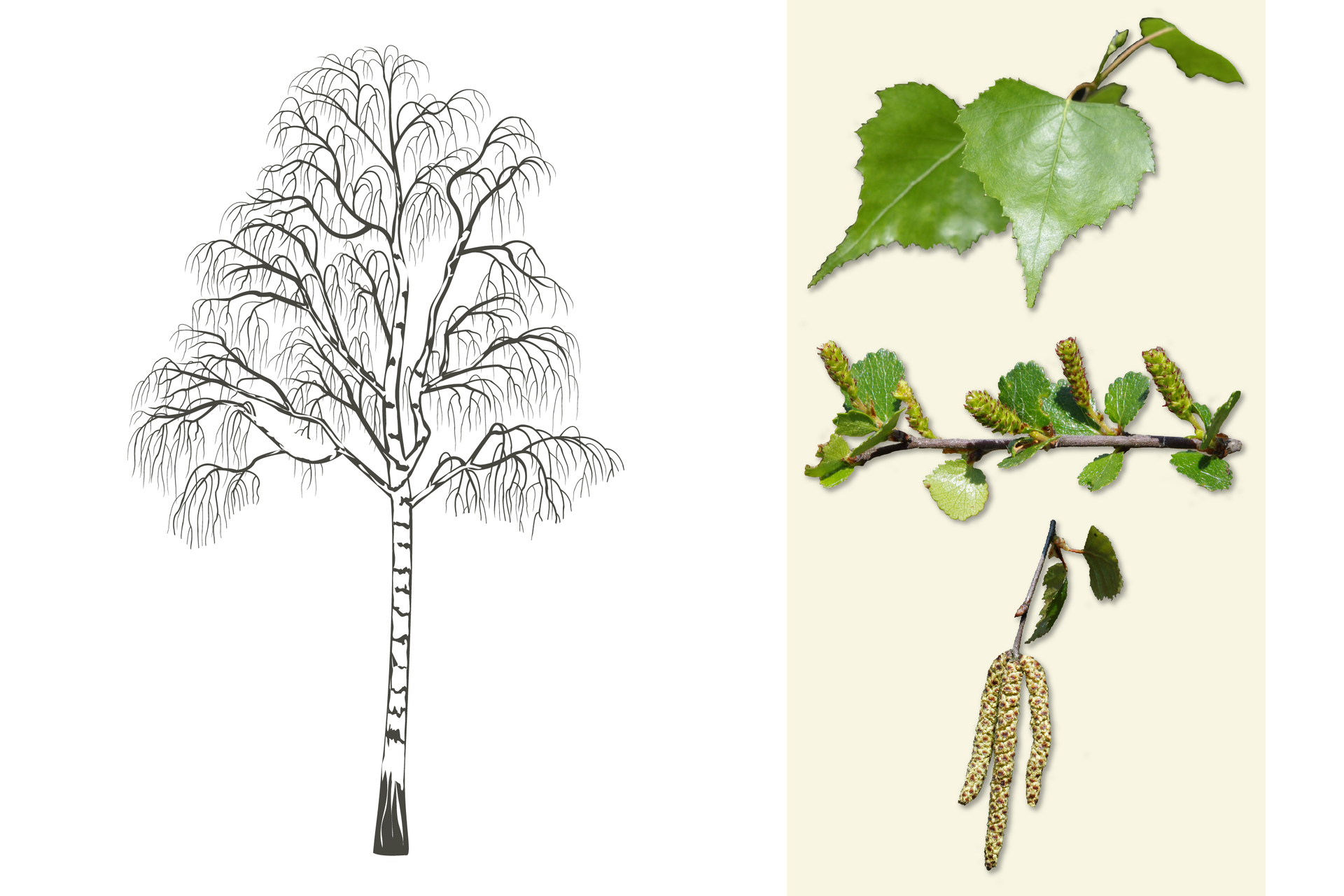 Ilustracja przedstawia biało-szarą sylwetkę brzozy. Po prawej od góry: gałązka z zielonymi, ostro zakończonymi liśćmi. W środku zbliżenie pięciu walcowatych owocostanów na gałązce z liśćmi. Poniżej gałązka z drobnymi liśćmi i brązowo-białymi, drobniutkimi kwiatami, zebranymi w zwisające kwiatostany.