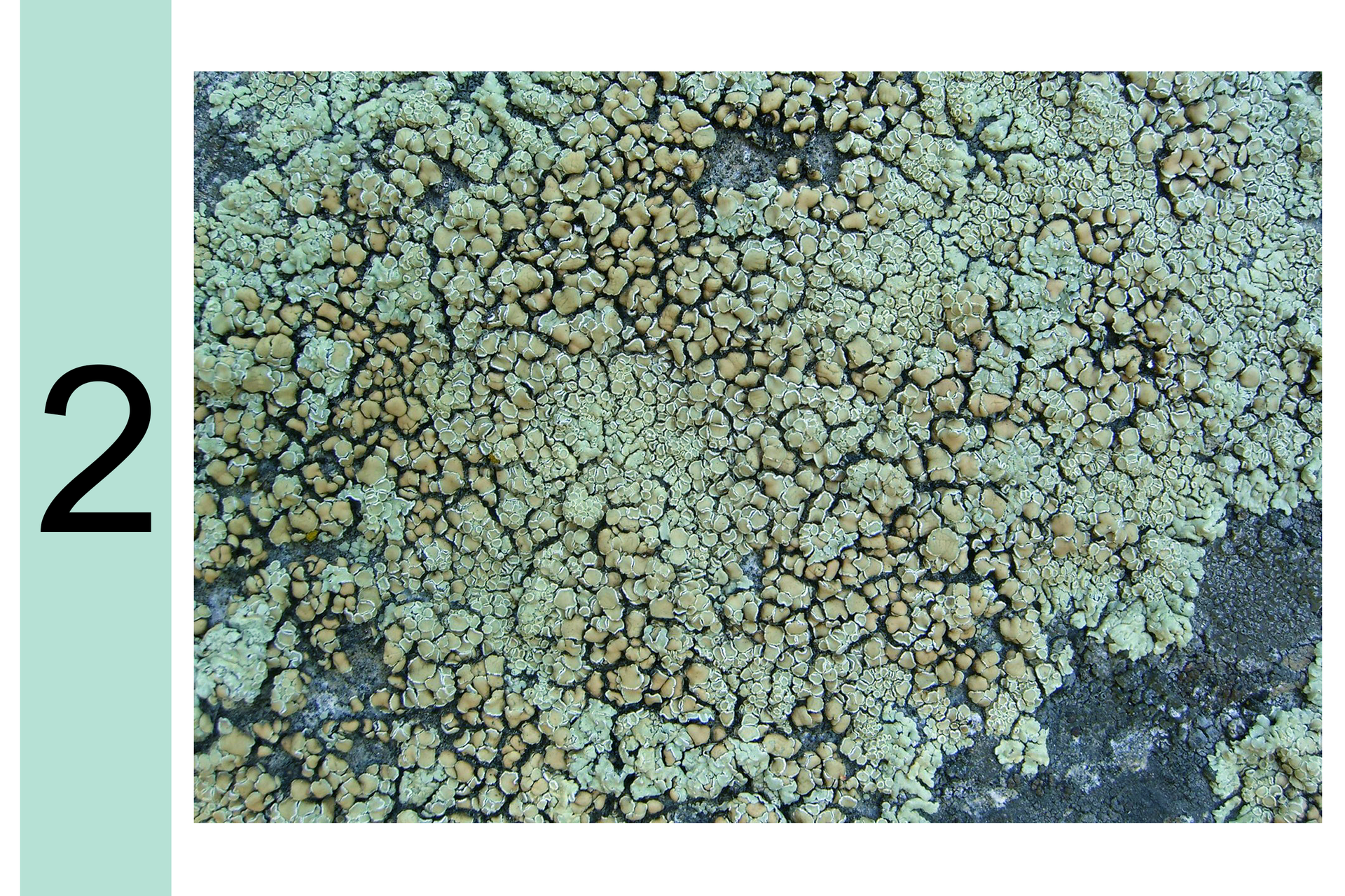 Fotografia przedstawia silne zbliżenie kory drzewa. Z lewej cyfra 2. Na korze szaro brązowe, płaskie grudkowate porosty skorupiaste. Oznacza to bardzo duże zanieczyszczenie powietrza.