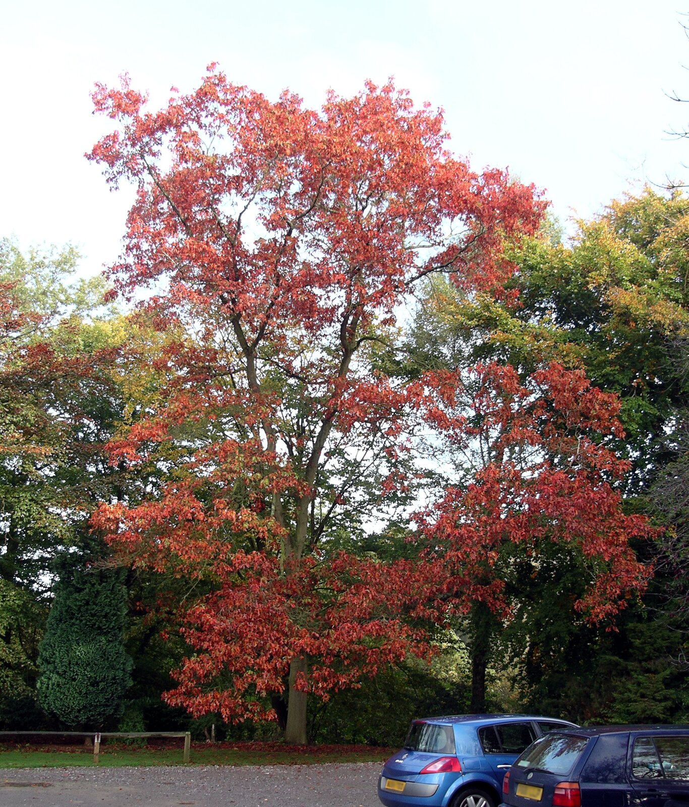 Fotografia przedstawia wysokie, rozłożyste drzewo z czerwonymi liśćmi, rosnące przy ulicy. To dąb czerwony.