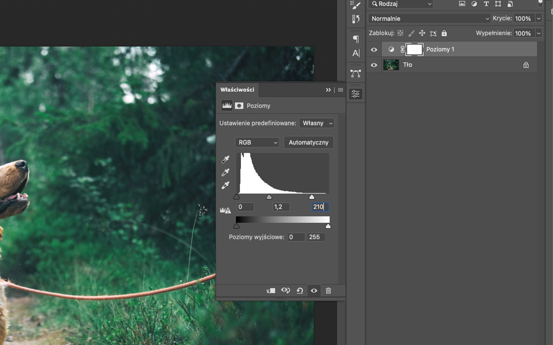 Ilustracja przedstawia fragment okna programu. Na tle zdjęcia z psem jest panel dotyczący: Właściwości. Tam histogram, wyższy po lewej stronie. Pod histogramem wartości: po lewej stronie zero, na środku 1,2, po prawej stronie 210. Po prawej stronie okna jest panel dotyczący warstw. Zaznaczono warstwę o nazwie: Poziomy 1. Tam ikona białego prostokąta.  