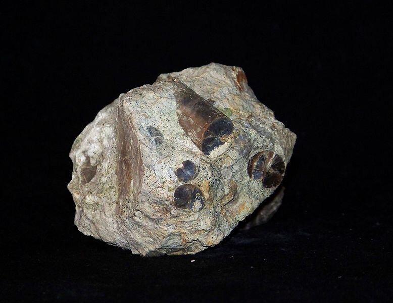 Fotografia przedstawia fragment skały wapiennej występującej na Wyżynie Krakowsko‑Częstochowskiej. Skała ma w miarę regularny, owalny kształt i kolor szaro‑beżowo‑brązowy. Ma raczej porowatą powierzchnię, na której widoczne są niewielkie, czarne fragment muszli wtopione w nią. 