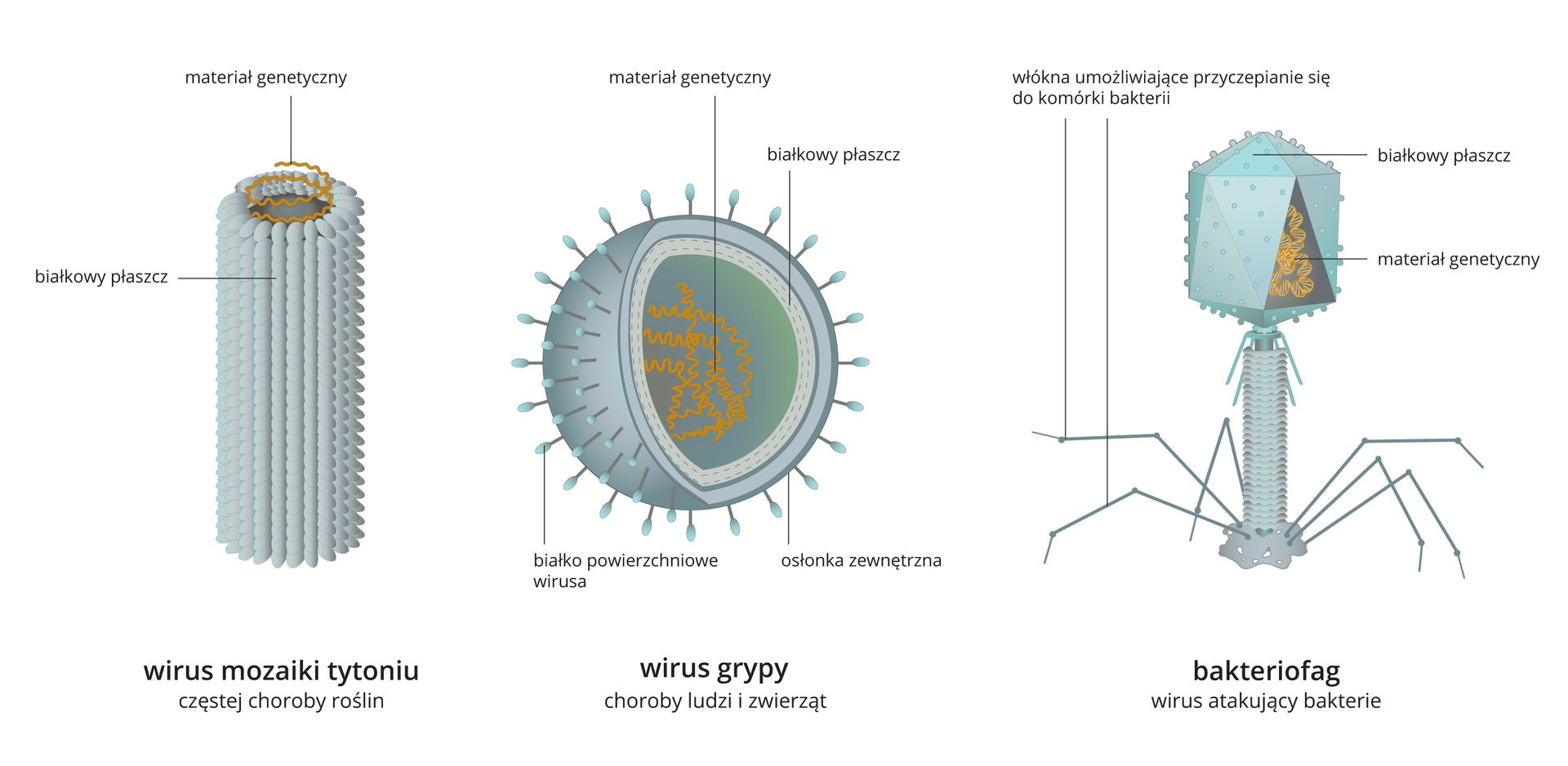 Ilustracja składa się z trzech schematów przedstawiających budowę trzech wybranych wirusów. Pierwszy wirus po lewej stronie to wirus mozaiki tytoniu. Wirus tworzy struktura w formie walca, utworzona przez małe, gęsto przylegające do siebie elementy przypominające ziarna na kolbie kukurydzy. Jest to płaszcz białkowy. Wewnątrz płaszcza znajduje się skręcony spiralnie wąski pasek. Jest to materiał genetyczny. Poniżej informacja: wirus mozaiki tytoniu częstej choroby roślin. Drugi schemat pośrodku ilustracji to wirus grypy, który ma kształt kuli. Zewnętrzną warstwę kuli tworzą dwie przylegające warstwy. Zewnętrzna to osłonka zewnętrzna. Na powierzchni osłonki rozmieszczone są krótkie wypustki z małymi owalnymi zakończeniami. Są to białka powierzchniowe wirusa. Druga przylegająca do niej warstwa to białkowy płaszcz. Wnętrze kuli wypełnia spieralnie skręcony materiał genetyczny. Spiralne żółte linie nakładają się jedna na drugą. Poniżej informacja: wirus grypy, choroby ludzi i zwierząt. Trzeci schemat przedstawia wirusa – bakteriofaga. Bakteriofag to struktura składająca się z krótkiej rurki, która jest oparta na sześciu bardzo cienkich odnogach. Rurka w górnej części zakończona jest elementem w kształcie wielościanu. Jego zewnętrzna powierzchnia pokryta jest zaokrąglonymi wypustkami. Wirus oparty jest na sześciu wypustkach. Są to włókna umożliwiające przyczepienie się do komórki bakterii. Górna część bakteriofaga to płaszcz białkowy. Wewnątrz znajduje się materiał genetyczny w kształcie skręconej spiralnie żółtej linii. Poniżej informacja: bakteriofag, wirus atakujący bakterie.