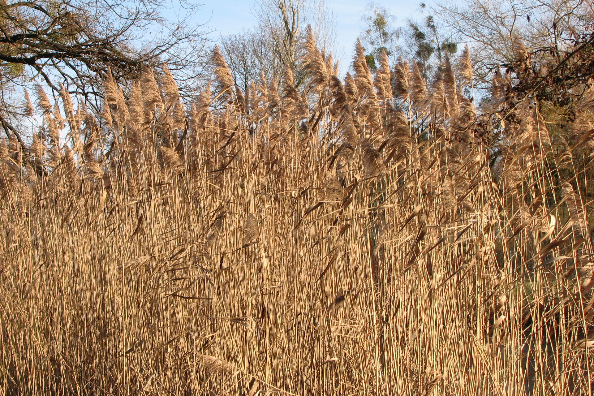 Fotografia przedstawia łan pożółkłych trzcin. W tle są drzewa. Trzcina jest byliną wytwarzającą kłącza.