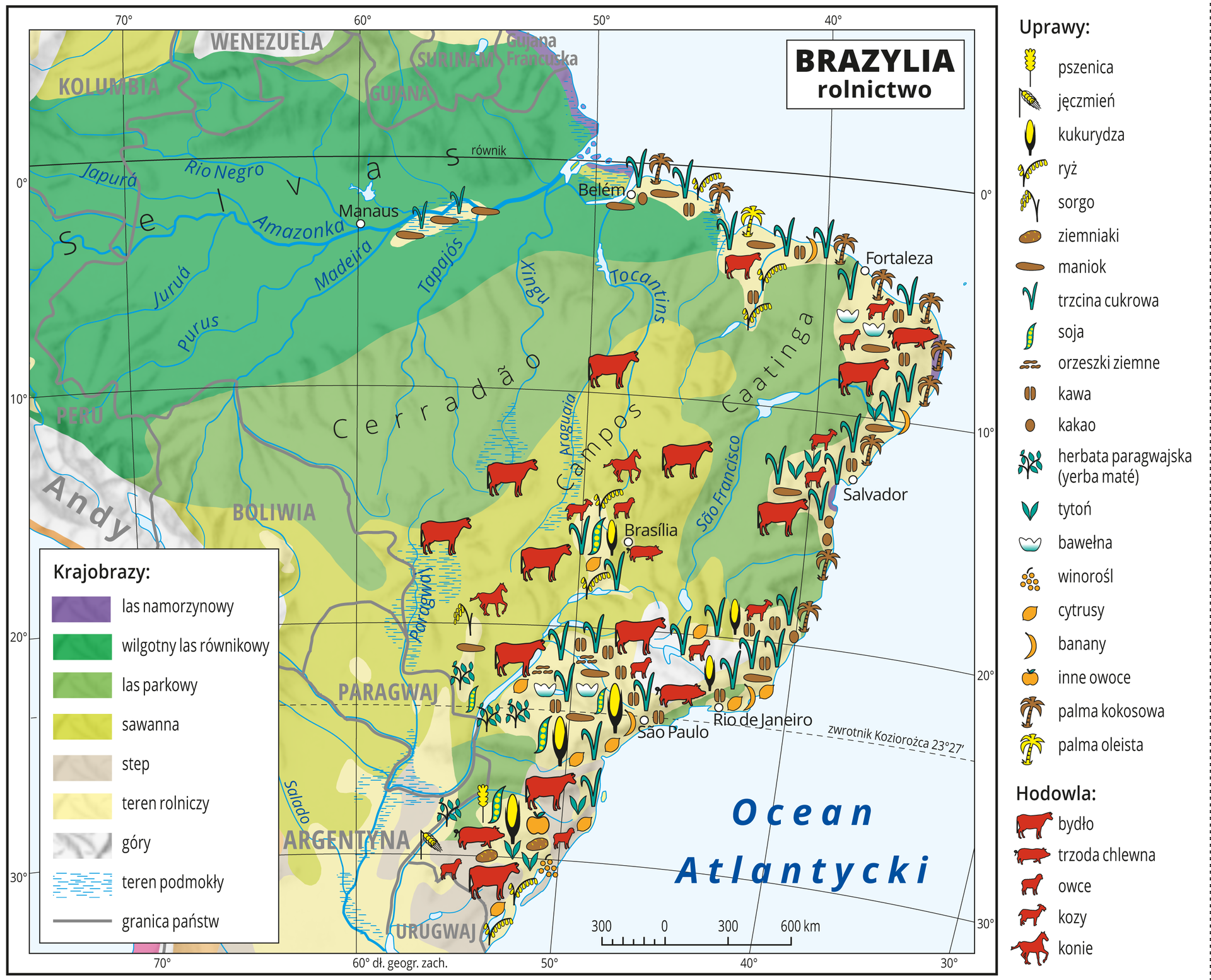 Ilustracja przedstawia mapę rolnictwa Brazylii. Na mapie uwzględniono następujące strefy roślinne: las namorzynowy występujący na wybrzeżu Niziny Gujańskiej, wilgotny las równikowy obejmujący obszar doliny Amazonki, las parkowy znajdujący się na południe od doliny Amazonki, sawanna na obszarze Płaskowyżu Centralnego, step obejmujący Mato Grosso oraz południową część Wyżyny Brazylijskiej. Sygnaturami oznaczono uprawy: pszenica, jęczmień, kukurydza, ryż, sorgo, ziemniaki, maniok, trzcina cukrowa, soja, orzeszki, ziemne, kawa, kakao, herbata paragwajska (yerba maté), tytoń, bawełna, winorośl, cytrusy, banany, inne owoce, palma kokosowa i palma oleista. Hodowla: bydło, trzoda chlewna, owce, kozy i konie. Sygnatury upraw występują głównie na wschodnim wybrzeżu Brazylii, hodowla natomiast odbywa się głównie na stepie oraz na terenach rolniczych. Mapa pokryta jest równoleżnikami i południkami, które opisano w białej ramce co dziesięć stopni. W legendzie umieszczono i opisano znaki użyte na mapie.