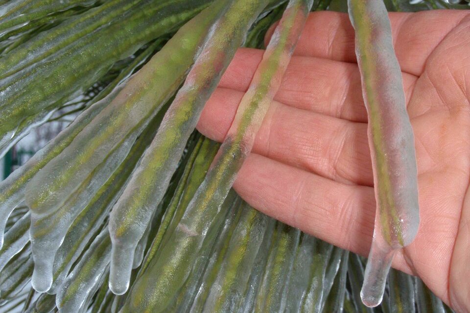 Fotografia barwna przedstawiająca gołoledź na igłach sosny.