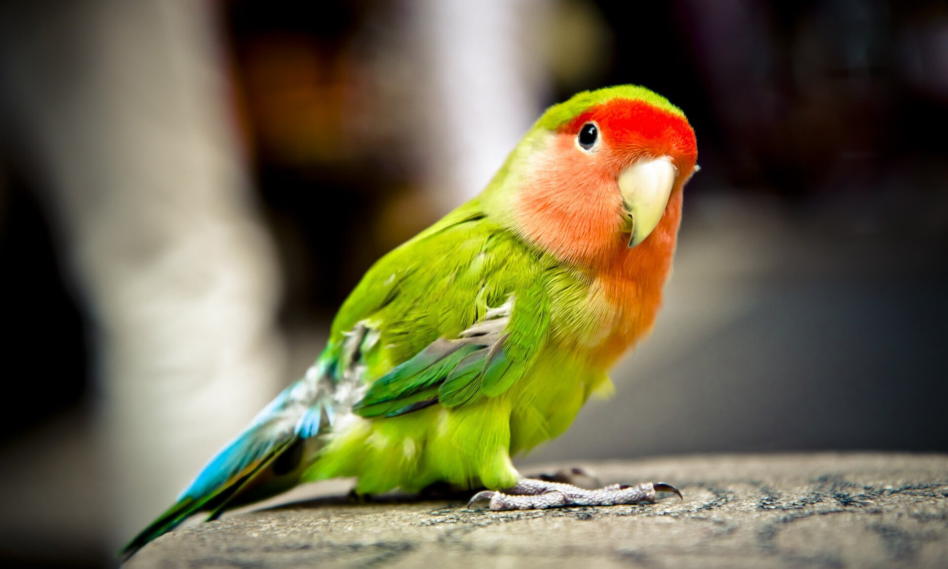 Ilustracja przedstawia niewielką kolorową papużkę.