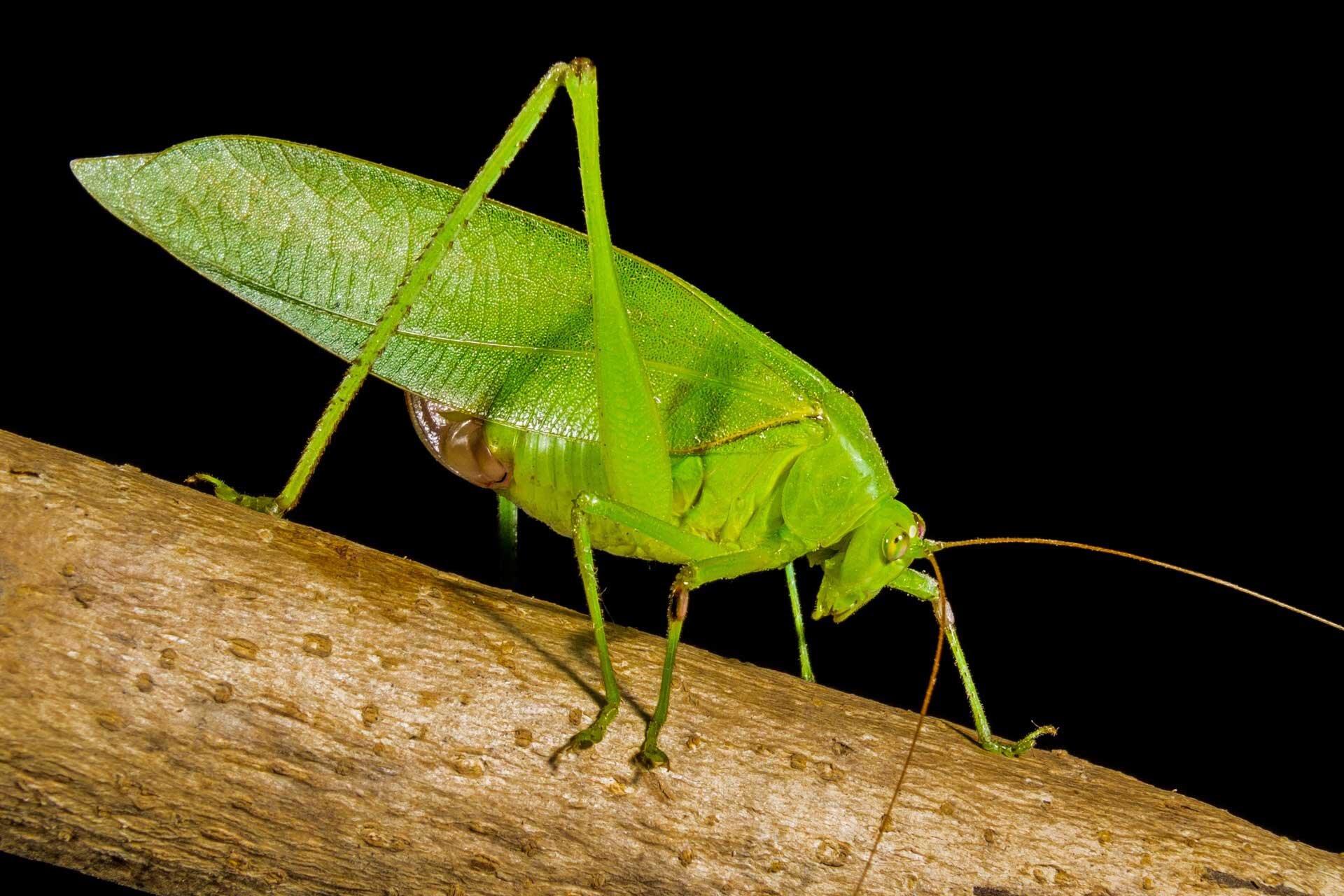 Fotografia przedstawia pasikonika w dużym zbliżeniu. Zielony owad poziomo na brązowej gałązce. Na głowie długie proste czułki i nieduże oczy. Tylne kończyny dużo dłuższe od przednich..