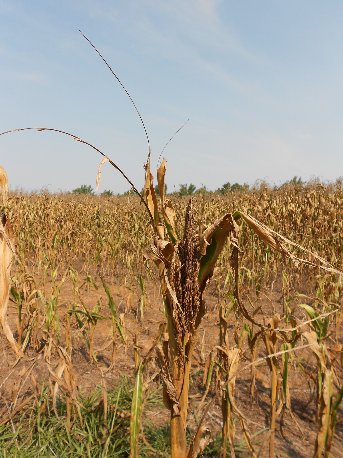 Fotografia przedstawia pole wyschniętej kukurydzy, z opuszczonymi, brązowymi liśćmi. Na pierwszym planie znajduje się jedna zeschnięta roślina w zbliżeniu. Tym roślinom brakuje wody, dlatego więdną i usychają.