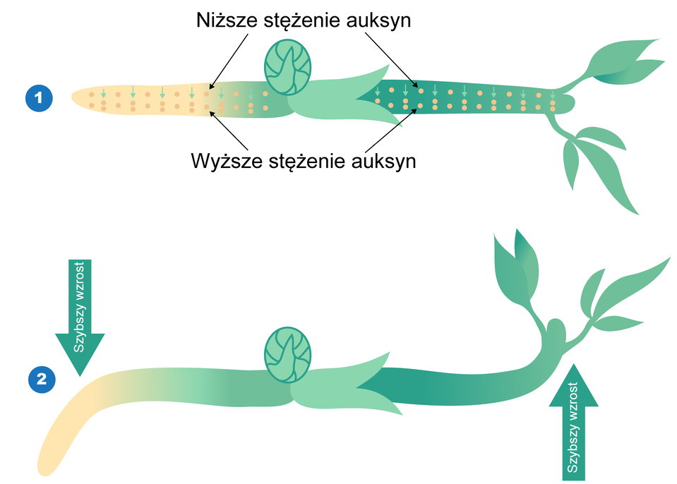 Rysunek przedstawia mechanizm geotropizmu. Roślina na rysunku pierwszym ustawiona jest poziomo. Na skutek działania siły grawitacji auksyny gromadzą się wzdłuż dolnej strony korzenia i pędu. W kolejnym etapie, na rysunku drugim widać, że sytuacja ta powoduje większe stężenie auksyn po stronie dolnej i skutkuje szybszym wydłużaniem pędu, a wydłużanie korzenia zostaje przyhamowane.