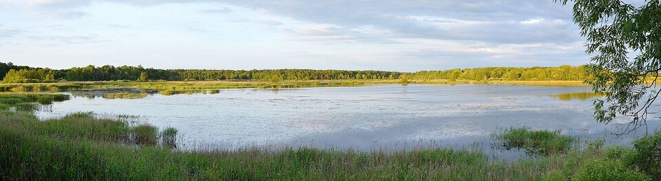 Zdjęcie przedstawia jezioro otoczone drzewami. Z przodu znajduje się brzeg porośnięty trzcinami. 