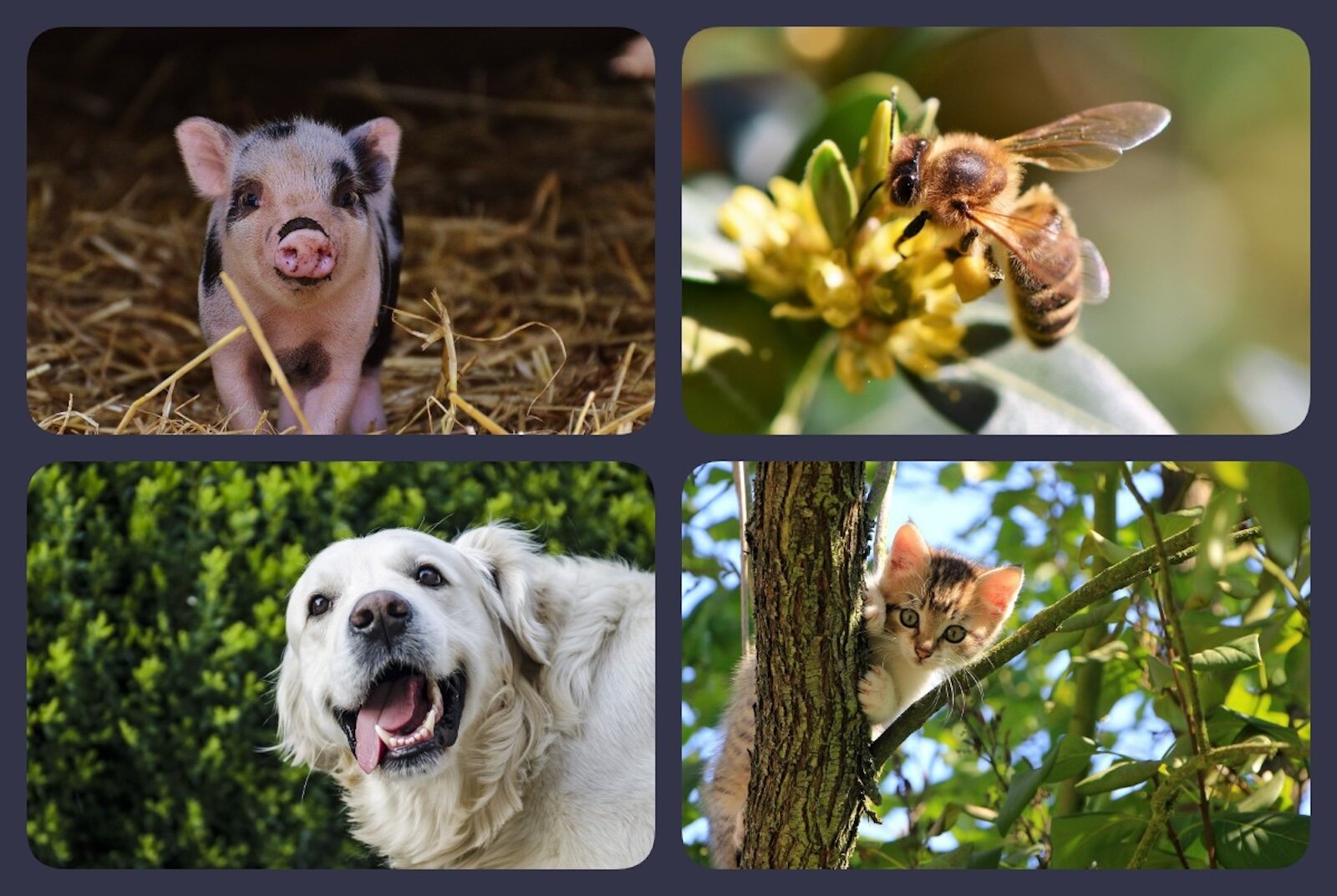 Ilustracja przedstawia łaciatego prosiaczka, zbierającą nektar z kwiatka pszczołę, białego dużego psa i małego kotka siedzącego na gałęzi drzewa.