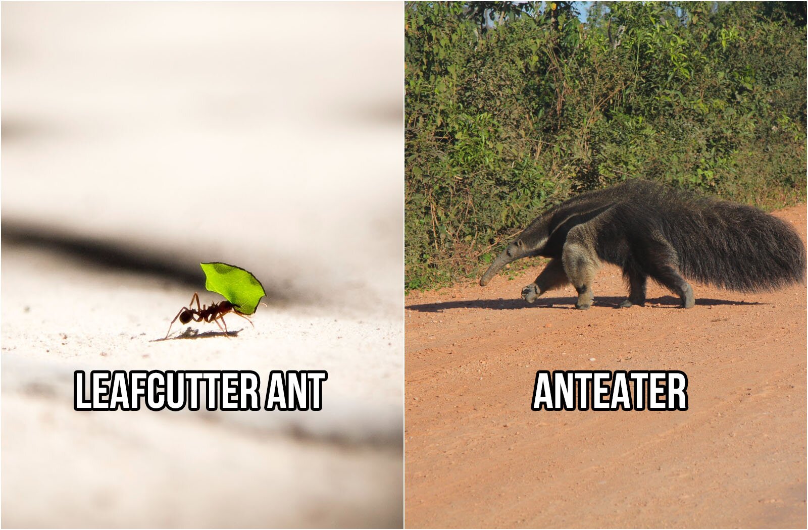 Ilustracja składa się w z dwóch zdjęć. Na zdjęciu po lewej stronie widoczna jest mrówka idąca po białym piasku i niosąca mały zielony listek. Na zdjęciu widoczny jest napis w języku angielskim: LEAFCUTTER ANT. Na zdjęciu po prawej stronie widoczny jest mrówkojad przechodzący przez pas rudej ziemi i zmierzający w stronę zielonych krzaków. Na zdjęciu widoczny jest napis w języku angielskim: ANTEATER.