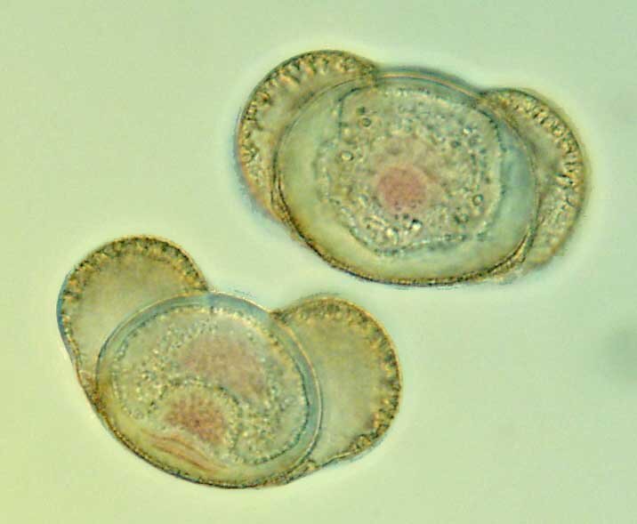 Zdjęcie przedstawia ziarna pyłku sosny. Ziarna pyłku mają kształt kulisty i są opatrzone dwoma półokrągłymi aparatami lotnymi.