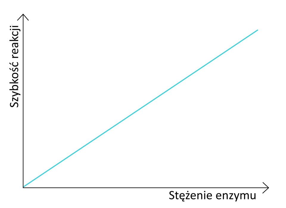 Ilustracja przedstawia wykres pokazujący wpływ stężenia enzymu na szybkość reakcji enzymatycznej. Zależność ta jest liniowa, na wykresie stężenie enzymu wzrasta proporcjonalnie do szybkości reakcji. Linia obrazująca tą wartość jest prosta i skierowana pod kątem 45 stopni do osi x. 