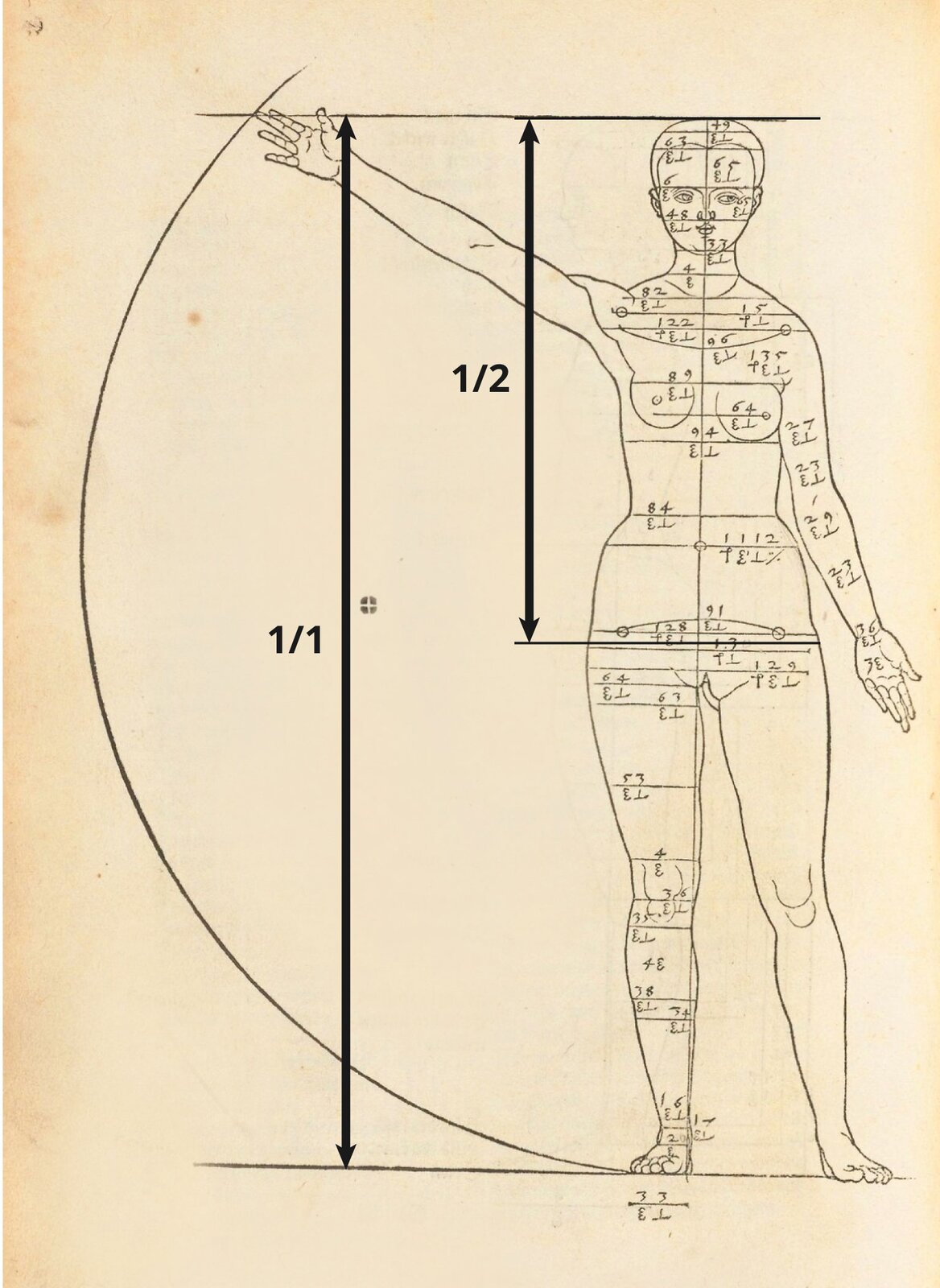 Ilustracja „Studium proporcjonalne kobiety, widok od przodu” przedstawia rysunek kobiety na beżowym tle. Z lewej strony obecny jest gruby łuk, przecięty u góry horyzontalną linią. Na dole łuk łączy się z drugą horyzontalną linią. W środku, z prawej strony, znajduje się rysunek nagiej kobiety. Jej prawa dłoń jest uniesiona, dotykając miejsca, w którym kreska przecina łuk. Jej stopy spoczywają na dolnej kresce. Sylwetka postaci podzielona jest poziomymi liniami, przechodzącymi przez jej szerokość, podpisanymi cyframi oraz symbolami, opisującymi proporcje i miejsca rysunku poszczególnych części ciała. Na ilustrację zostały naniesione dwie strzałki. Jedna dłuższa obejmująca obszar od podstawy stopy do czubka głowy oraz krótsza - od pasa do czubka głowy. Przy dłuższej widnieje wartość 1/1 a przy krótszej 1/2 co oznacza,  że wskazany odcinek stanowi 1/2 całości rysunku człowieka.