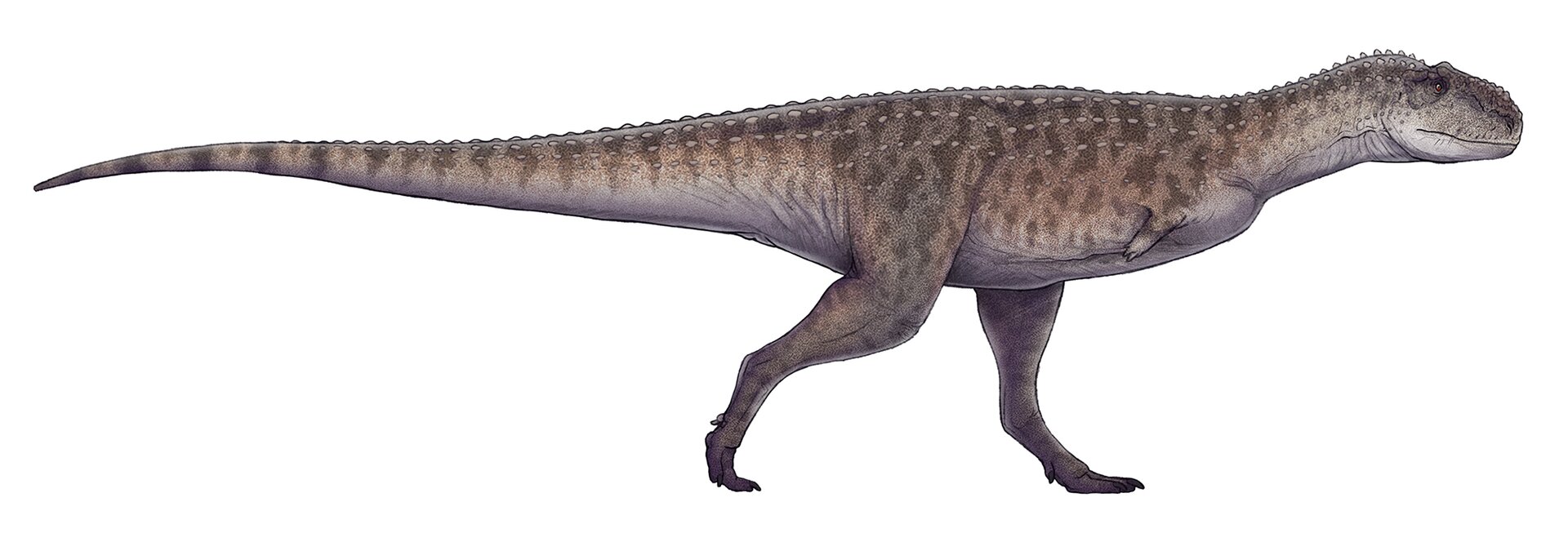 Zdjęcie przedstawia rajasaurusa. Rajasaurus to „królewski jaszczur”. Ten olbrzymi dinozaur miał długi ogon stanowiący przeciwwagę dla ciała. Miał też masywną czaszkę i długie kończyny dolne. Przednie były słabo wykształcone. Plamiaste ciało pokrywały łuski koloru brązowego. Jego ciało pokrywały niewielkie kolce.
