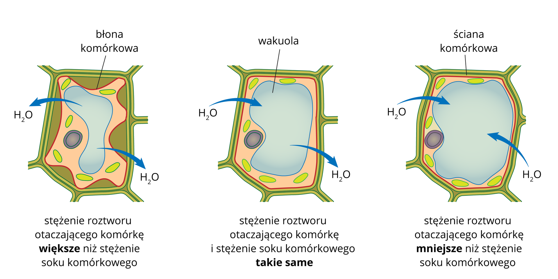 Ilustracja przedstawia 3 komórki roślinne. Pierwsza z lewej strony jest umieszczona w roztworze o stężeniu wyższym niż sok komórkowy. Z komórki wypływa woda do otoczenia. Druga komórka jest w roztworze o takim samym stężeniu jak sok komórkowy. Nie ma przepływu wody. Trzecia komórka jest otoczona czystą wodą. Woda wnika do komórki.