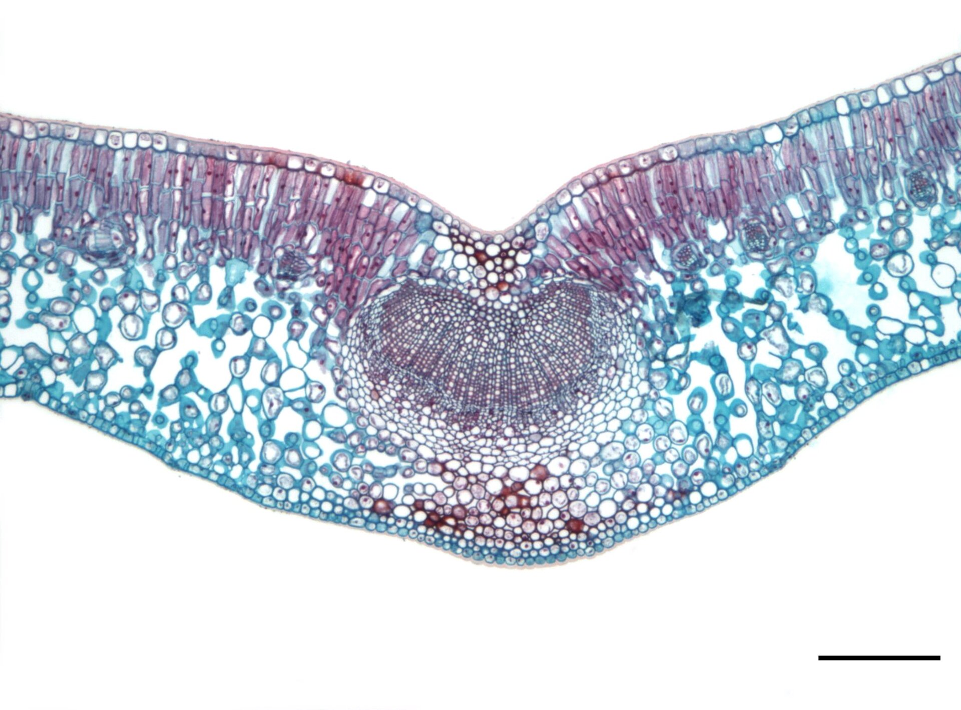 Fotografia mikroskopowa przedstawia przekrój przez liść. Różne tkanki są wybarwione na fioletowo, niebiesko i czerwono.