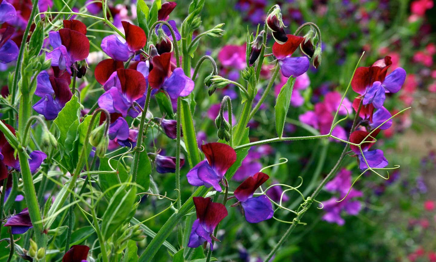 Fotografia przedstawiająca groszek pachnący