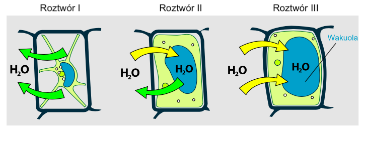 Ilustracja przedstawia trzy komórki zatytułowane kolejno: Roztwór pierwszy, Roztwór drugi, Roztwór trzeci. W pierwszym woda przemieszcza się z komórki do roztworu. W drugim woda w równym stopniu wypływa z komórki, jak i do niej napływa. W trzecim woda napływa do komórki. Podpisana jest słowem Wakuola. 