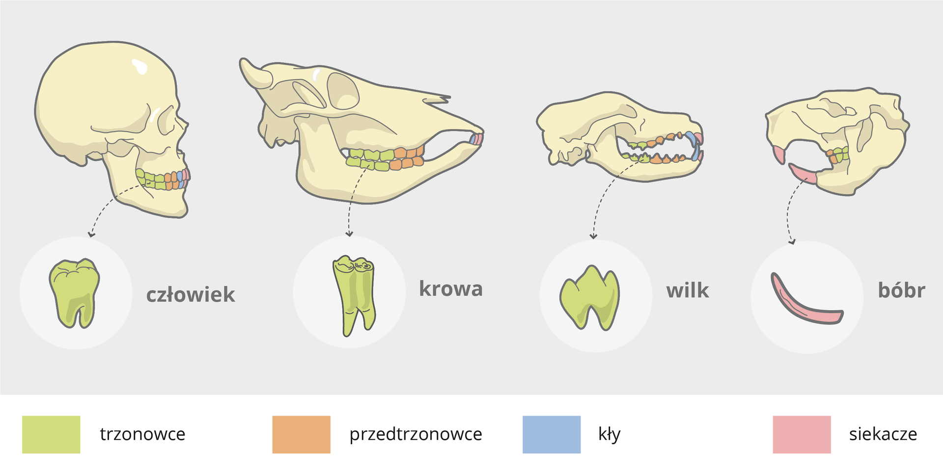 Schemat przedstawia typy uzębienia ssaków: człowieka, krowy, wilka i bobra. Ukazane są cztery typy zębów: trzonowce, przedtrzonowce, kły, siekacze. Na pierwszej ilustracji znajduje się uzębienie wszystkożercy, czyli człowieka posiadającego zęby trzonowe, przedtrzonowe, kły i siekacze. Jego zęby trzonowe znajdują się z boku szczęki. Mają one płaską, delikatnie żłobioną górną część i dość grube, płasko zakończone korzonki. Na drugiej ilustracji ukazano czaszkę krowy, która posiada trzonowce, przedtrzonowce, kły, siekacze. Trzonowce krowy znajdują się na końcu jej szczęki i posiadają bardziej zaostrzone korzonki o nierównej długości oraz płaską górną, wystającą ze szczęki część. Na trzeciej ilustracji ukazano czaszkę wilka posiadającego zęby trzonowe, przedtrzonowe, kły i siekacze. Trzonowce wilka (czyli mięsożercy) mają wydłużone korzonki o szerokiej przerwie między nimi, górna część zęba ma trzy ostre płytki. Na ostatniej, czwartej ilustracji ukazano zęby bobra – duże siekacze, przedtrzonowce i trzonowce. Siekacze znajdują się z przodu szczęki w oddaleniu od reszty zębów. Mają one wydłużony, sierpowaty kształt. Są one ostro zakończone.