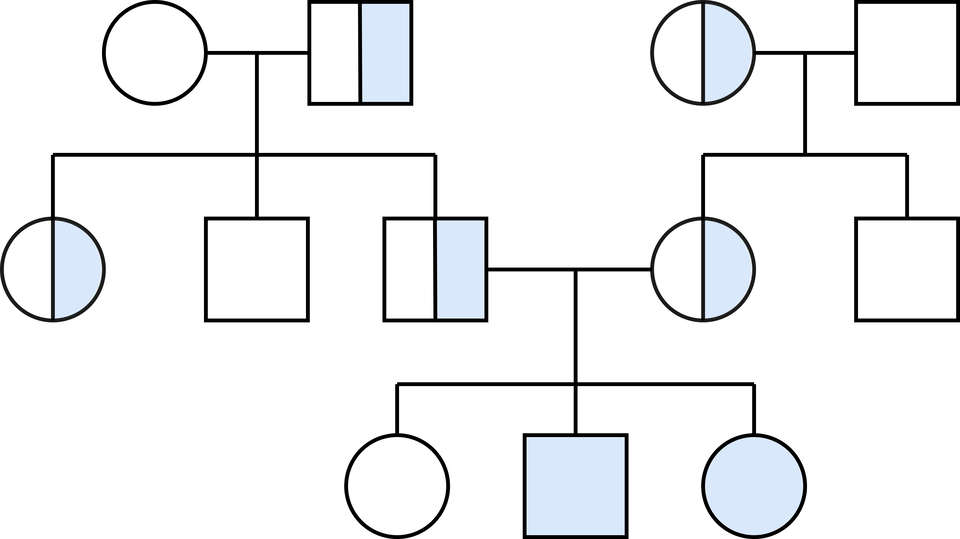 Ilustracja przedstawia rodowód rodziny, w której występuje cecha dziedziczona autosomalnie recesywnie. Pierwszą parę tworzy zdrowa kobieta oraz mężczyzna nosiciel. Posiadają troje dzieci: kobietę nosicielkę, mężczyznę nosiciela oraz zdrowego mężczyznę. Inną parę z kolei tworzy zdrowy mężczyzna oraz kobieta nosicielka. Ta para ma dwoje dzieci: zdrowego mężczyznę oraz kobietę nosicielkę. Mężczyzna, który jest synem pierwszej pary i nosicielem choroby tworzy parę z kobietą – nosicielką, córką z drugiej pary. Posiadają oni troje dzieci: zdrową kobietę, chorego mężczyznę oraz chorą kobietę.