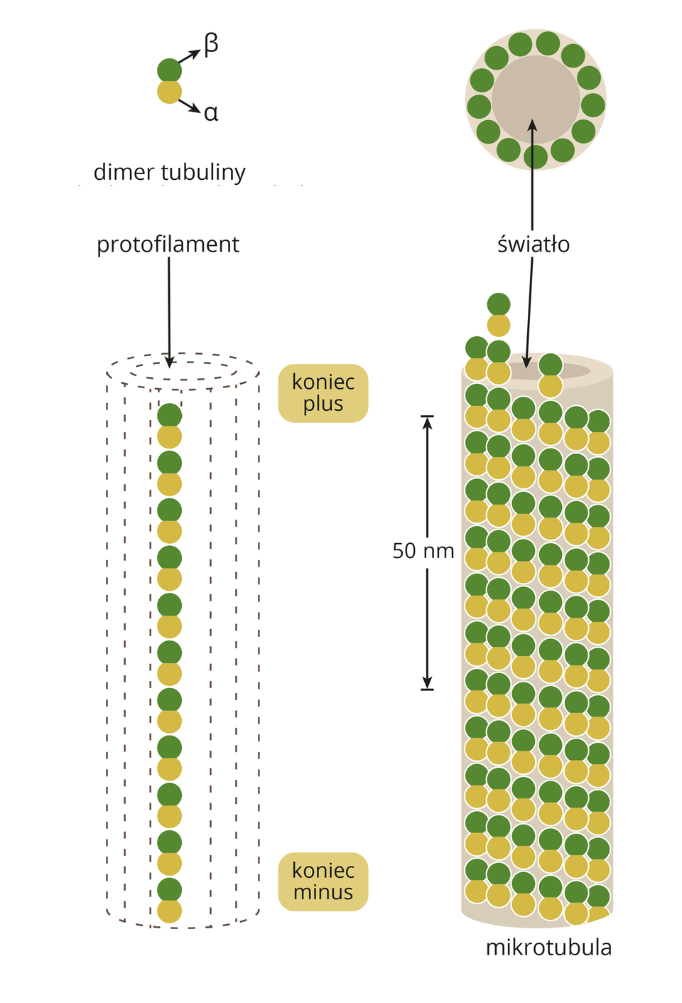 Grafika przedstawia budowę mikrotubuli. Na samej górze, po lewej stronie znajdują się dwie kulki: zielona oznaczona jest jako beta i oliwkowa oznaczona jako alfa. Są one schematycznym przedstawieniem dimeru tubuliny. Pod dimerem tubuliny znajduje się utworzony protofilament. Ma on postać walca z ułożonymi w szeregu jedenastoma dimerami tubuliny mającymi zdefiniowaną polarność strukturalną, z wyznaczonymi końcami: plus (+) i minus (-). Na schemacie po prawej stronie znajduje się mikrotubula złożona z trzynastu protofilamentów ustawionych obok siebie. Są one ułożone na ścianach walca w pionowych łańcuchach. Równolegle do ściany biegnie odcinek zakończony strzałkami z napisem 50 nm. Przez środkową część walca przechodzi światło.