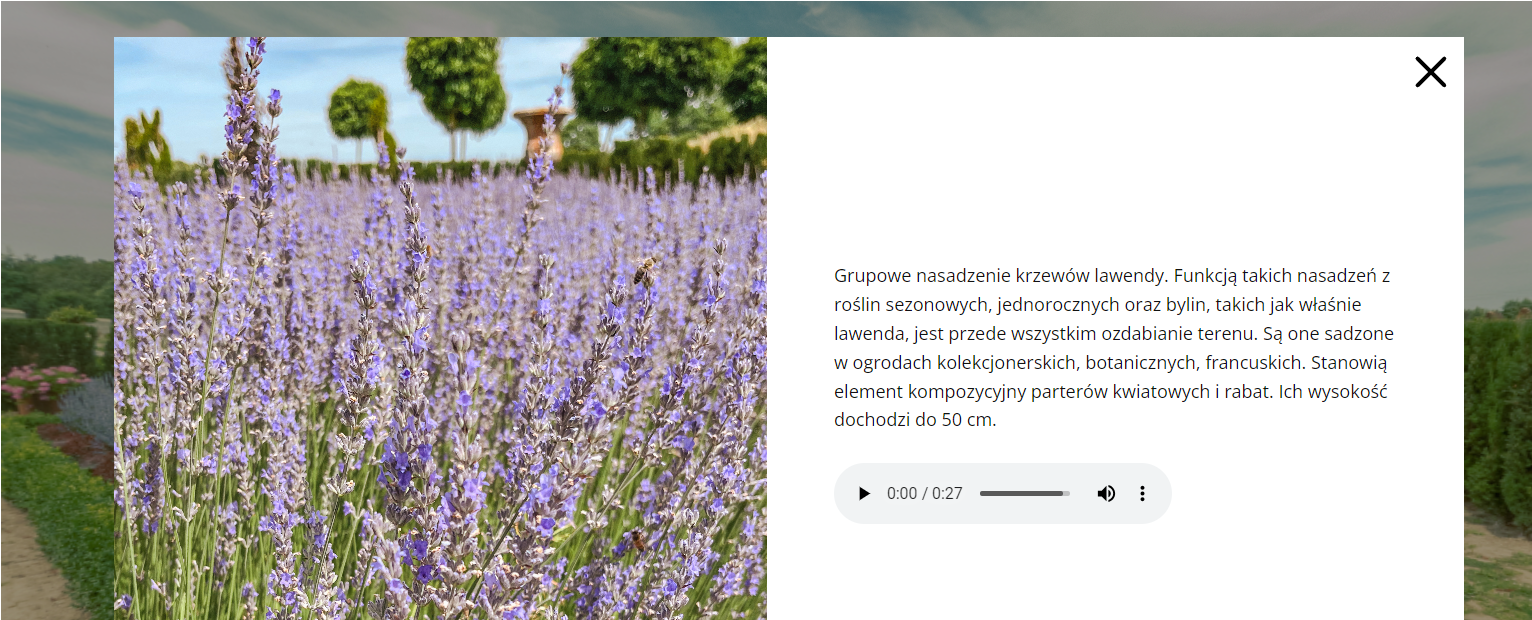 Widok przykładowej planszy z opisem. Ekran przedstawia po lewej zdjęcie kwitnącej łąki lawendy. Po prawiej na białej planszy znajduje się opis tego fragmentu planszy interaktywnej. W prawym górnym rogu znajduje się przycisk w kształcie litery X, który zamyka podgląd. Na dole ekranu umieszczono pasek odtwarzacza nagrania. Są tam ikony uruchamiania odtwarzania oraz głośności. Ikona uruchamiania ma kształt czarnego trójkąta w kole z czarną obwódką. Natomiast ikona głośności ma kształt głośnika skierowanego w prawą stronę.