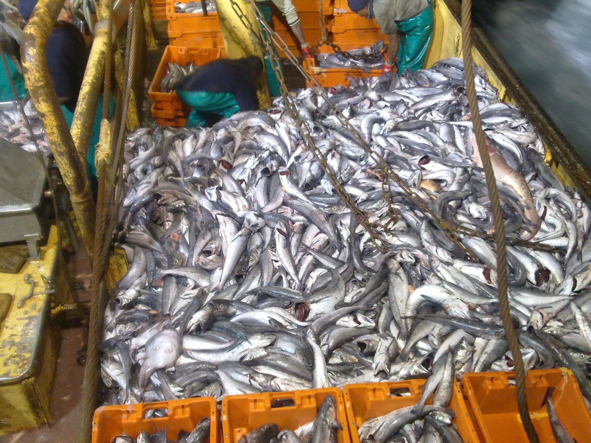 Zdjęcie złowionych ryb na pokładzie statku. Leżą na powierzchni kilku metrów kwadratowych. Po bokach ryby załadowane do małych, plastikowych skrzynek.