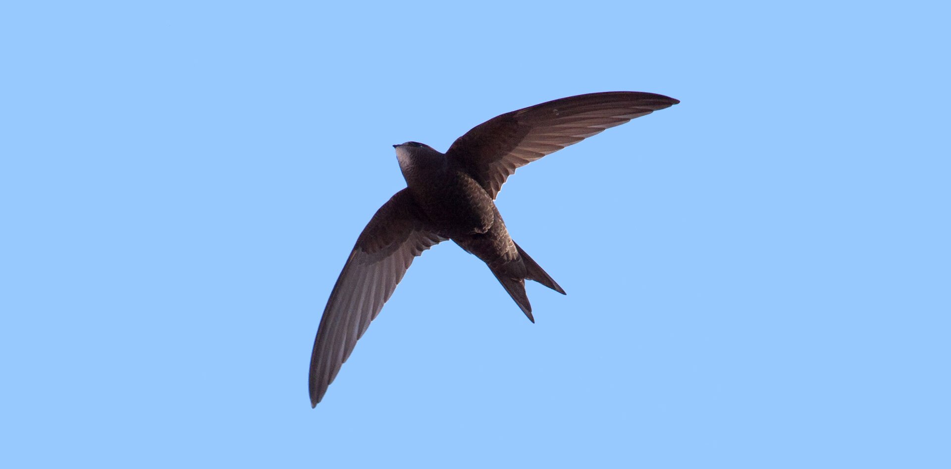 Fotografia przestawia jerzyka w locie, na tle nieba. Jego budowa ciała jest krótka, skrzydła długie szpiczaste. Jerzyk jest koloru czarnego