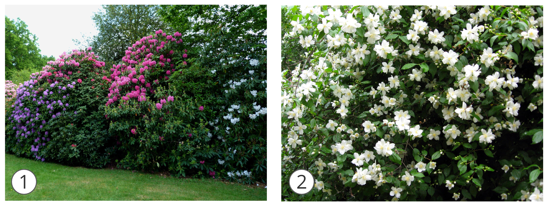 Grafika składa się z <math aria‑label="dwóch">2 zdjęć. Pierwsze po lewej  przedstawia kwitnące na różowo i fioletowo krzewy azalii. Drugie zdjęcie przedstawia kwitnący na biało krzew jaśminowca.