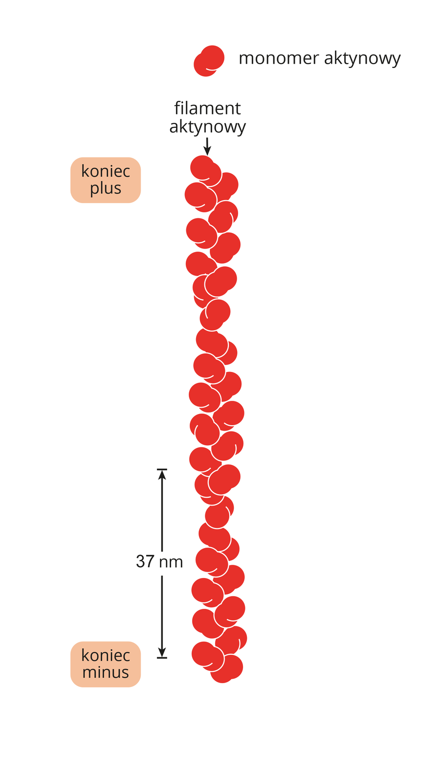 Grafika przedstawia budowę mikrofilamentu. Czerwona kulka ze szczeliną to schematyczne przedstawienie monomeru aktynowego. Połączone ze sobą w pionowy, długi łańcuch monomery aktynowe tworzą filament aktynowy. Na jego początku znajduje się pole z napisem: „koniec plus”, a na końcu pole z napisem: „koniec minus”. Równolegle do filamentu aktynowego znajduje się odcinek zakończony strzałkami z podpisem: 37 nm. 