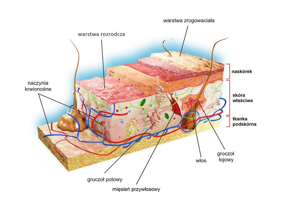 Ilustracja przedstawia elementy budowy skóry człowieka. Opis od góry: warstwa zrogowaciała, pod którą jest kilka warstw, ostatnia to warstwa podstawna. Wymienione warstwy tworzą naskórek. W naskórku znajdują się keranocyty. Pod naskórkiem leży skóra właściwa. Znajdują się w niej nastepujące elementy: gruczoły potowe (na ilustracji mają spiralny kształt, sięgają do warstwy naskórka), naczynia krwionośne, włosy. Włosy są osadzone w tkance podskórnej (leżącej poniżej skóry właściwej). Włos wyposażony jest w gruczoł potowy oraz mięsień przywłosowy. Mięsień przyczepiony jest na jednym końcu do podstawy mieszka włosowego, na drugim do dolnej tkanki naskórka.       