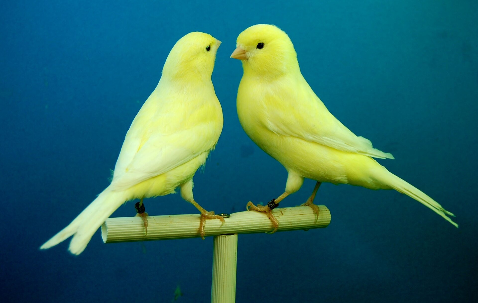 Fotografia prezentuje dwa żółte kanarki zwrócone do siebie i stojące na patyku.