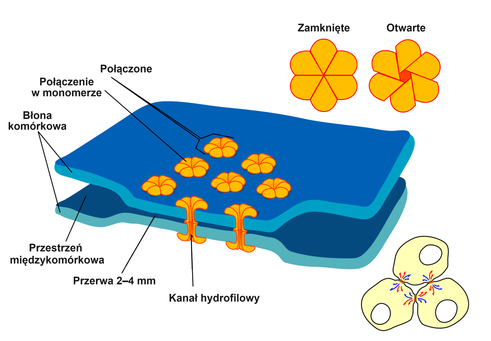 Ilustracja przedstawia dwie prostokątne warstwy ułożone jedna nad drugą. To dwie błony komórkowe. Przerwa pomiędzy błonami w miejscu, w którym niemal się ze sobą stykają, wynosi od 2 do 4 nanometrów. Przerwa pomiędzy błonami to przestrzeń międzykomórkowa. Tam, gdzie są blisko siebie, znajdują się kanały hydrofilowe. Kanały zbudowane są z koneksonów, które mają sześć ramion - to monomery koneksyny. Konekson kształtem przypomina kwiatek. "Kwiatki" znajdują się na powierzchni błon. Kanał może być zamknięty lub otwarty.     
