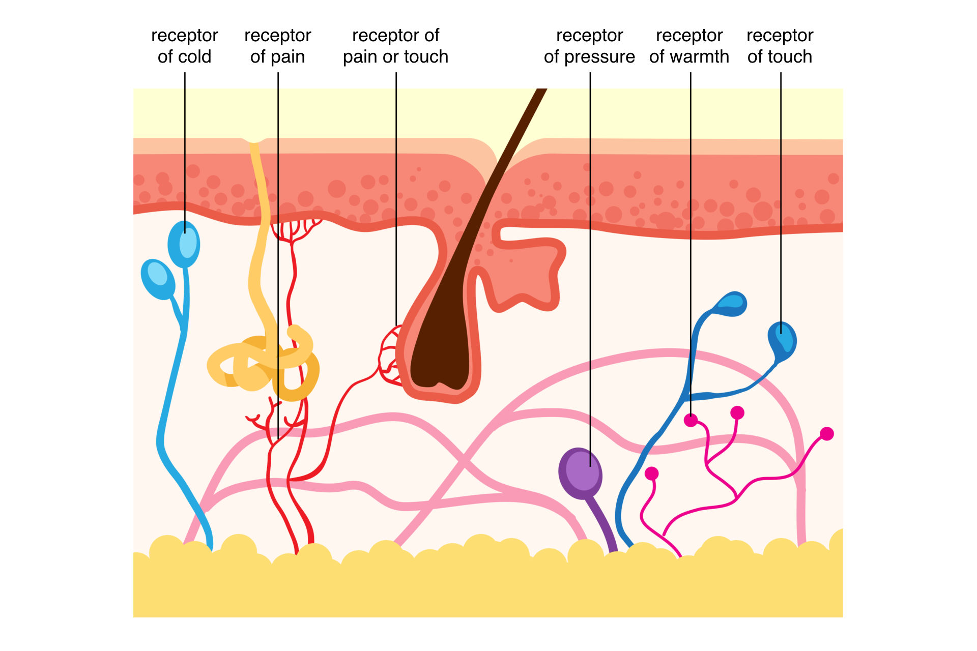 Ilustracja przedstawia przekrój przez skórę z brązowym włosem. U góry koralowy naskórek. U dołu żółta warstwa tłuszczowa. W skórze właściwej kolorami zaznaczono lokalizacją receptorów czucia. Od lewej turkusowe baloniki symbolizują receptor chłodu, receptor of cold. Czerwone gałęzie przedstawiają receptor bólu, receptor of pain. Przy cebulce włosa może to być receptor dotyku lub bólu, receptor of pain or touch. Fioletowy balonik symbolizuje receptor nacisku, receptor of pressure, niebieski to receptor dotyku, receptor of touch. Różowe rozgałęzienia z kulką to receptory ciepła, receptor of warmth. 