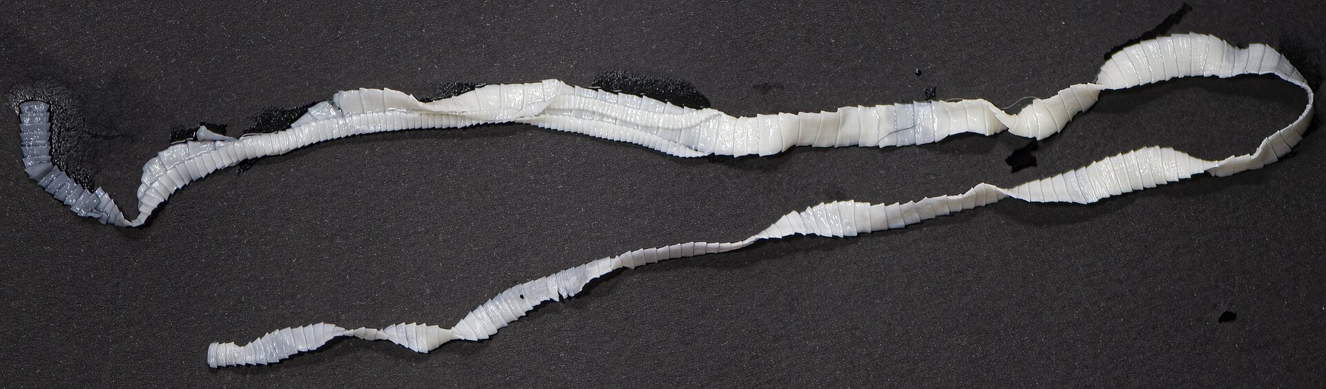 Zdjęcie przedstawia tasiemca. Ma biały kolor, jest długi, lekko podwinięty i prążkowany.