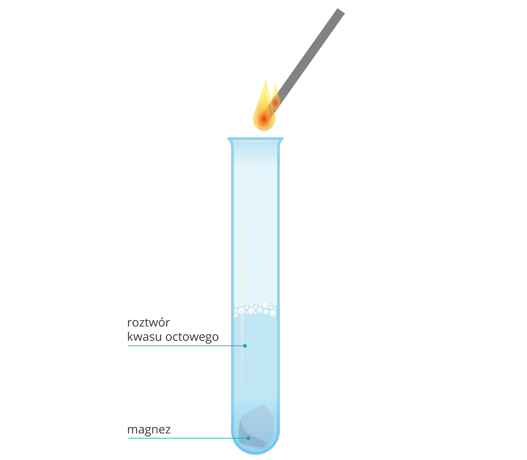 Grafika przedstawia schemat doświadczenia. Na schemacie znajduje się probówka wypełniona do połowy objętości cieczą podpisaną jako kwas octowy. Na dnie probówki znajduje się grudka ciała stałego podpisanego jako magnez. Przy powierzchni cieczy w probówce widoczne są pęcherzyki gazu. Nad probówką umieszczone jest zapalone łuczywko.