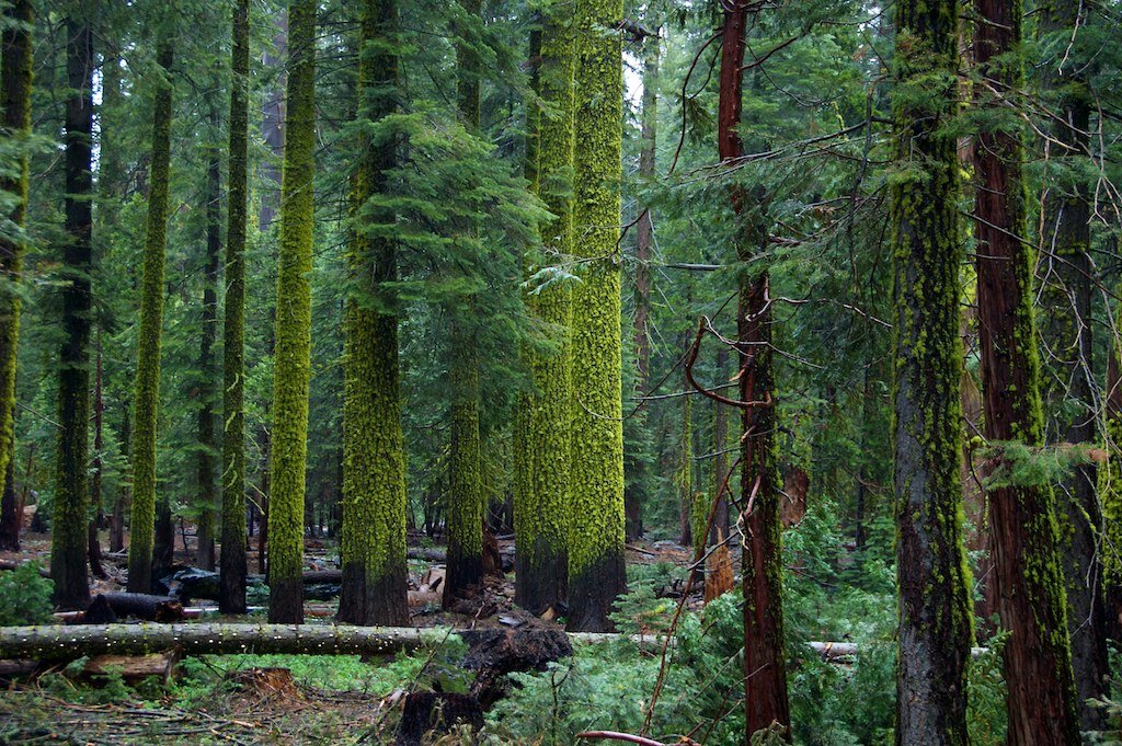 Zdjęcie przedstawia las iglasty. Pnie drzew porośnięte są mchem. Między drzewami widoczne są leżące pnie na ziemi.