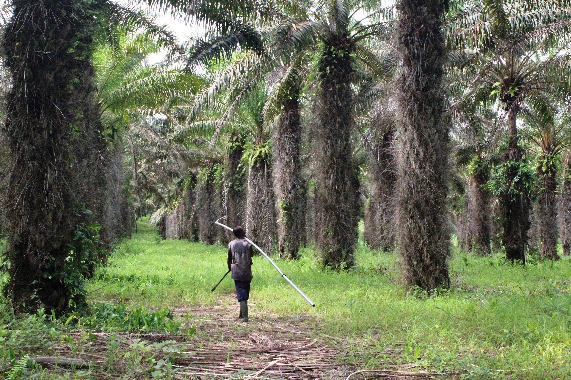 Na zdjęciu wysokie palmy olejowe rosnące równo w równoległych rzędach. Drzewa mają grube pnie, porośnięte pierzastymi liśćmi.