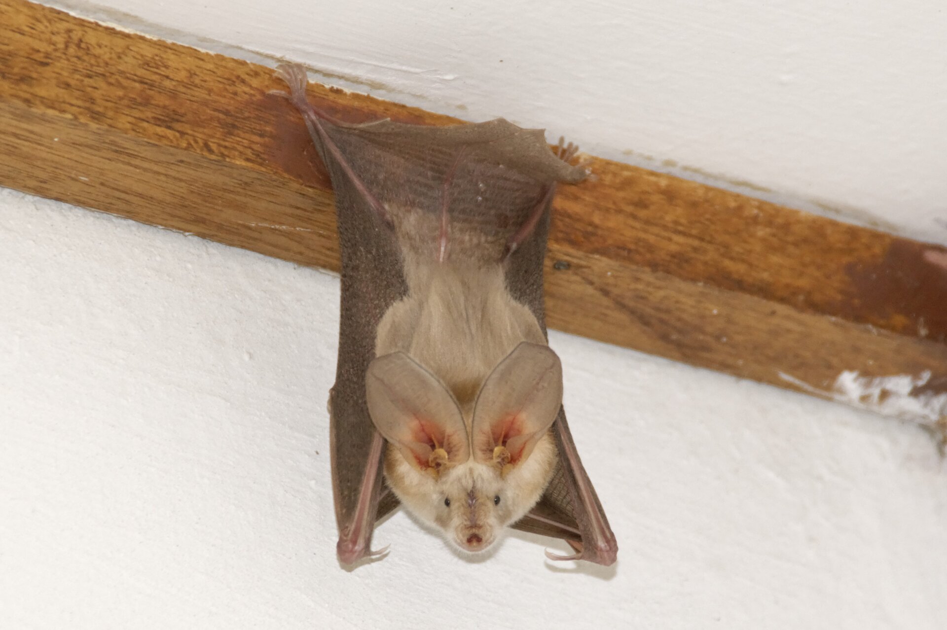 Zdjęcie przedstawia nietoperza, bruzdonosa egipskiego. Zwierzę wisi do góry nogami. Widoczna jest ciągnąca się od przedniej kończyny błona lotna. Jego futro jest brązowe. Na głowie znajduje się para dużych uszu.