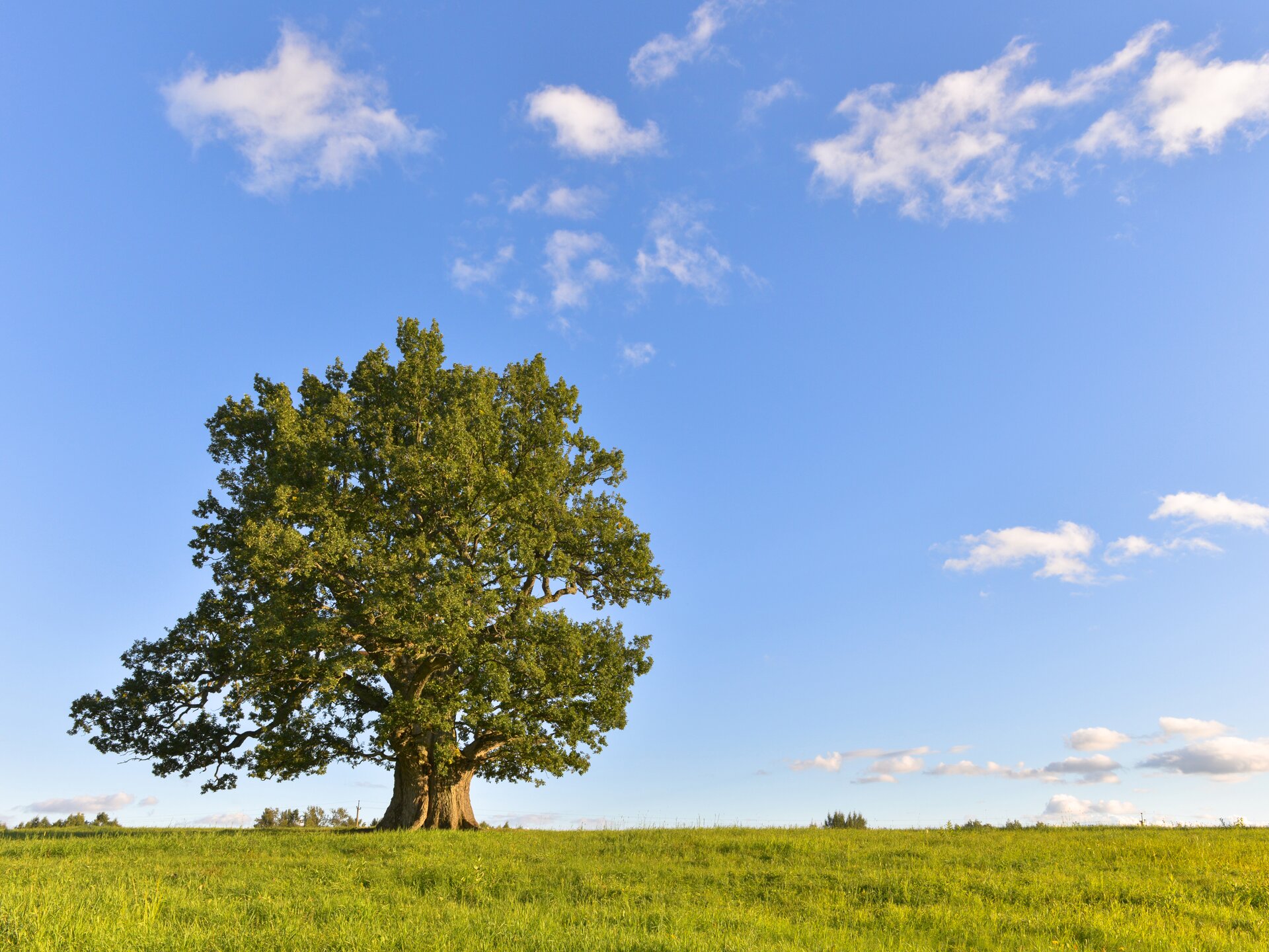 Fotografia przedstawia łąkę, na której znajduje się pojedyncze drzewo. Ma ono rozłożystą koronę. Gałęzie pokryte są zielonymi liśćmi i wyrastają na całej wysokości grubego pnia.