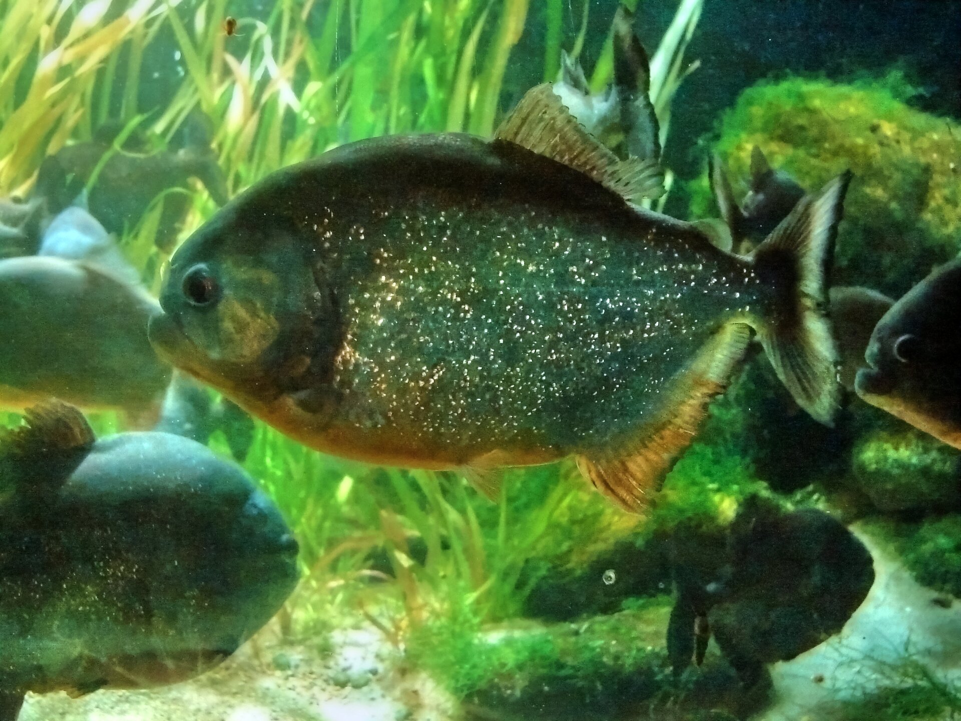 Na zdjęciu ryba. Jej łuski mają kolor zielony. Na grzbiecie i na tyle brzucha ma grzebienie. Na łuskach połyskują złote plamki. 