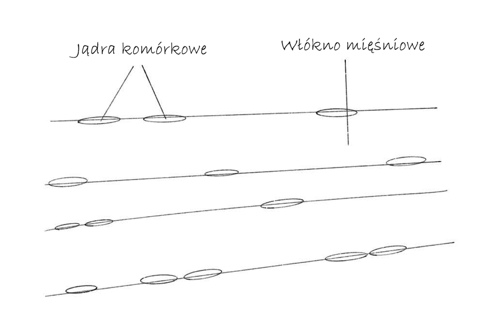 Rysunek preparatu tkanki mięśniowej.