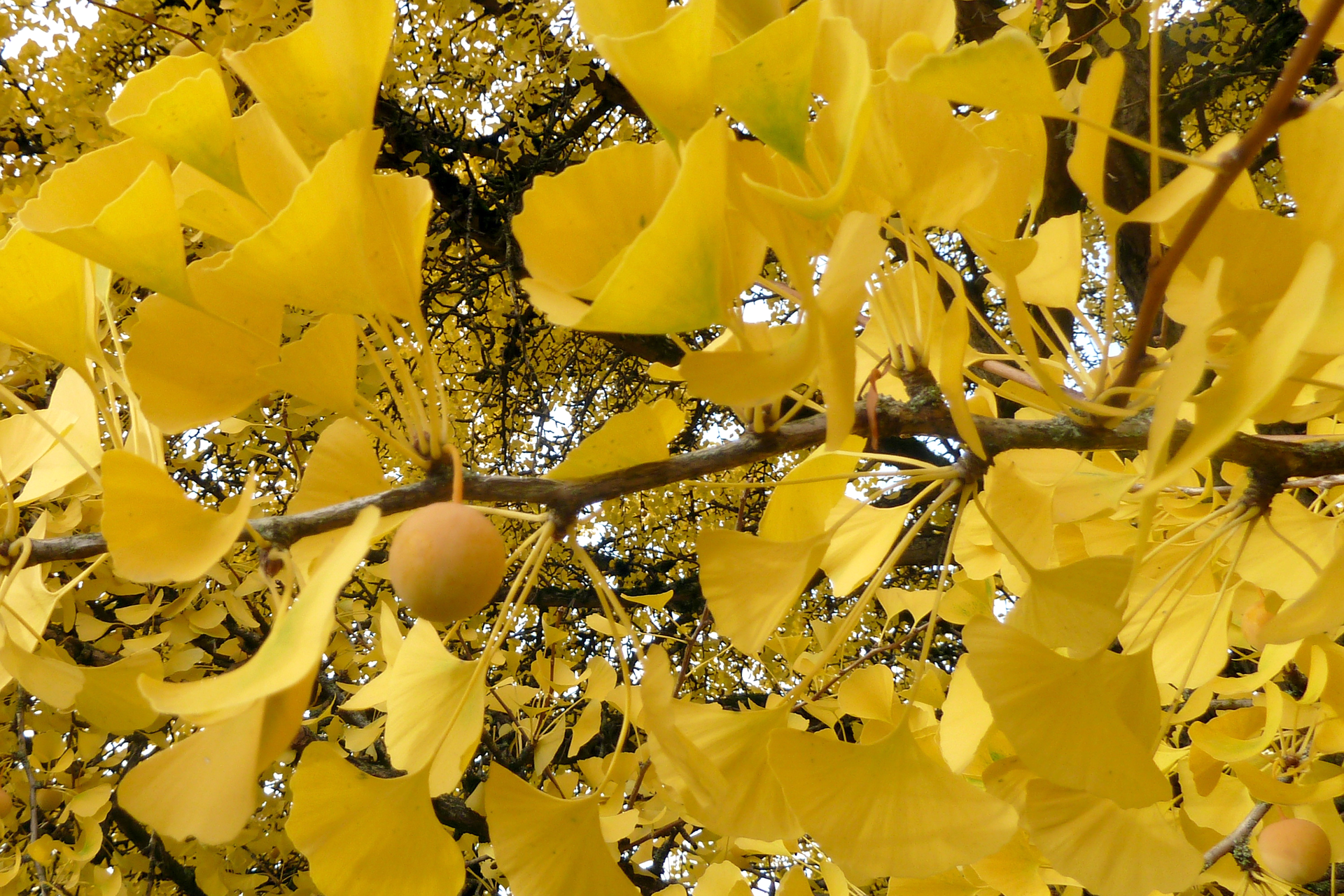 Fotografia przedstawia zbliżenie gałęzi miłorzębu japońskiego. Ma żółte liście o wachlarzowatym kształcie, opadające jesienią. Z gałęzi zwisa pojedynczy, kulisty, żółty owoc.